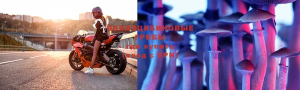 прущие грибы Инта